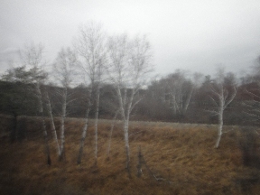 A small stand of birch trees